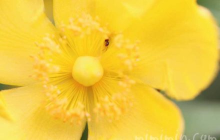 キンシバイの写真・花言葉・名前の由来・誕生花の画像