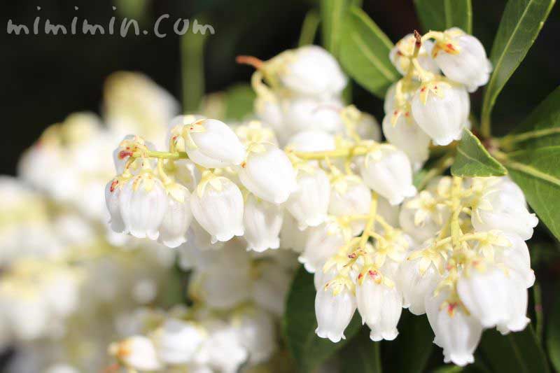 アセビの毒性 花言葉 白いアセビの花の写真 みみみんブログ