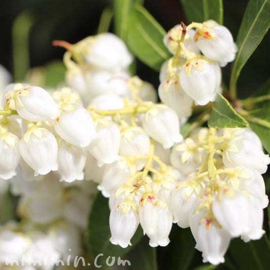 アセビの毒性 花言葉 白いアセビの花の写真 みみみんブログ