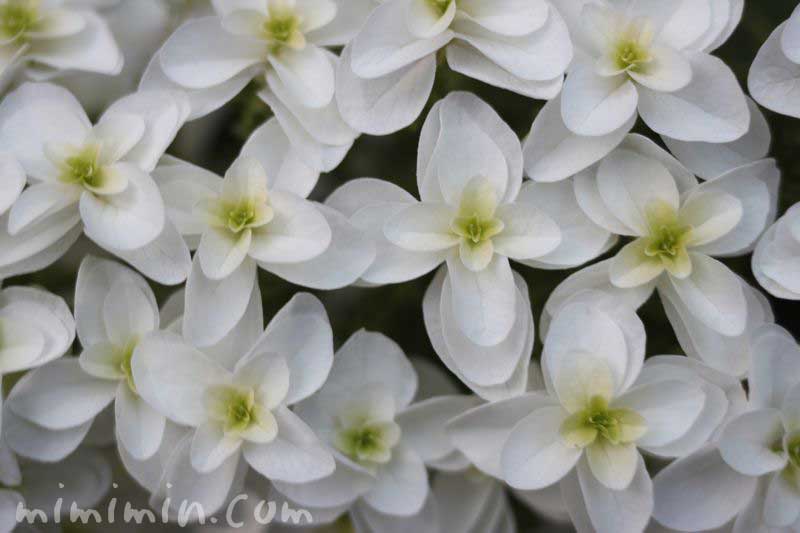 柏葉紫陽花の花の写真