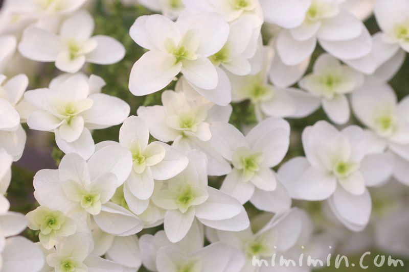 柏葉紫陽花の花