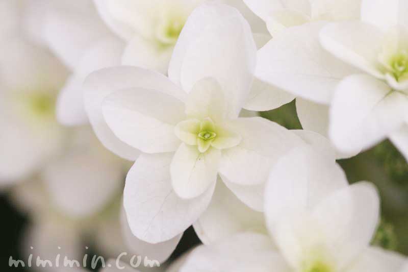 カシワバアジサイ 柏葉紫陽花 花の写真 花言葉 みみみんブログ