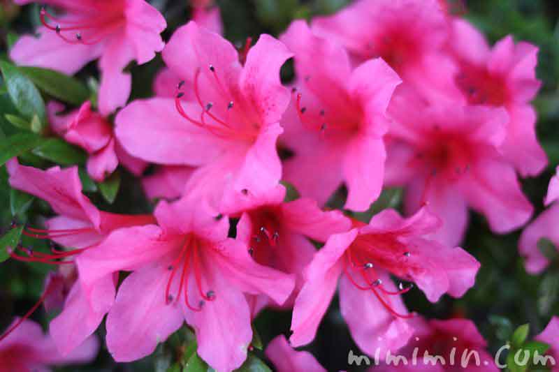 サツキ（皐月）の花の写真