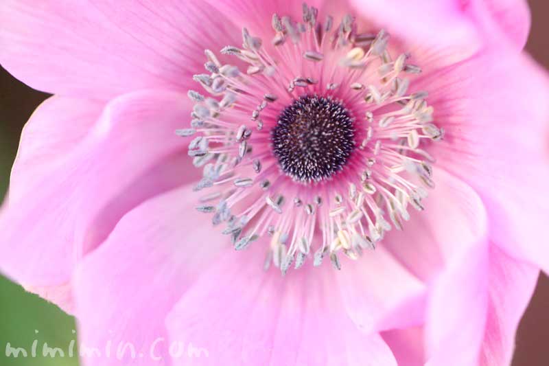 ボタンイチゲ（牡丹一華）の花の写真