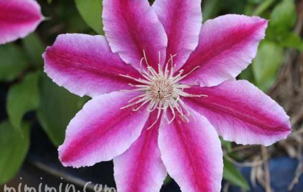 クレマチスの花・ピンクの写真