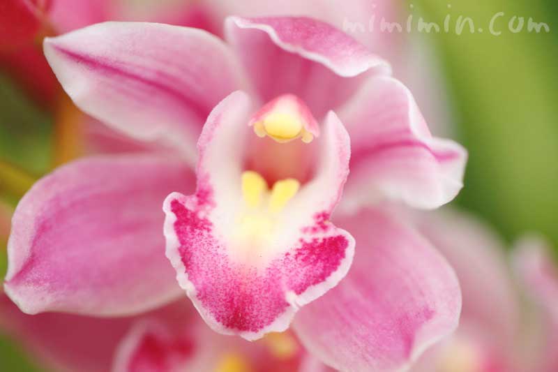シンビジウムの花の写真 花言葉 みみみんブログ