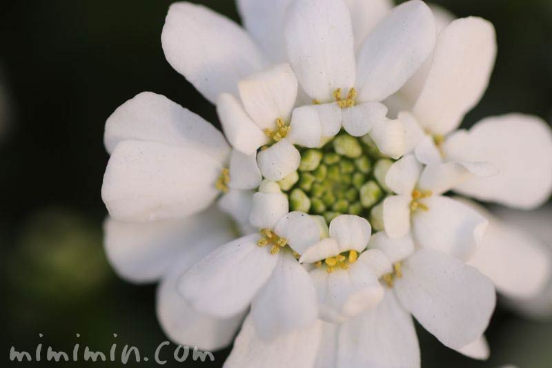 白いイベリスの花の画像