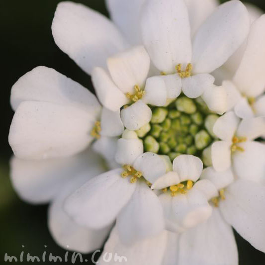 イベリス・マガリバナの花の写真