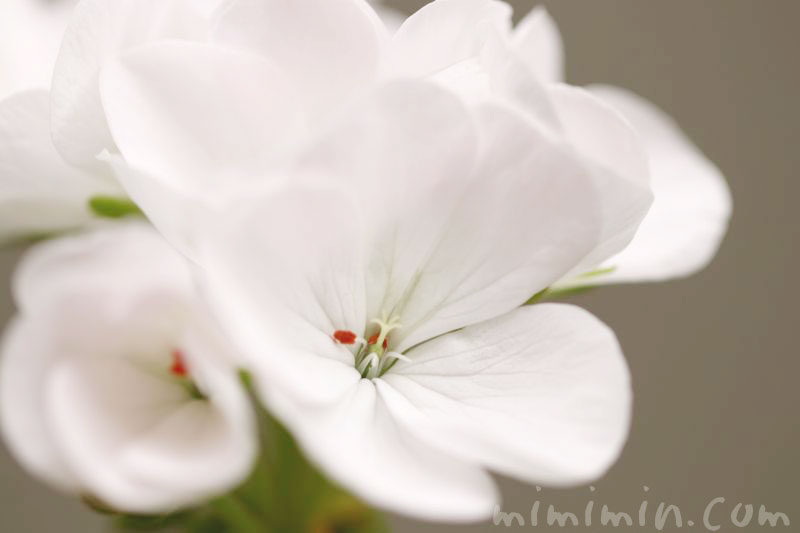 geranium white-pic