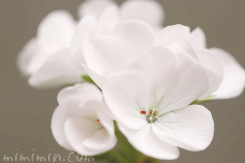 ゼラニウムの花の写真 ゼラニウムの花言葉 みみみんブログ