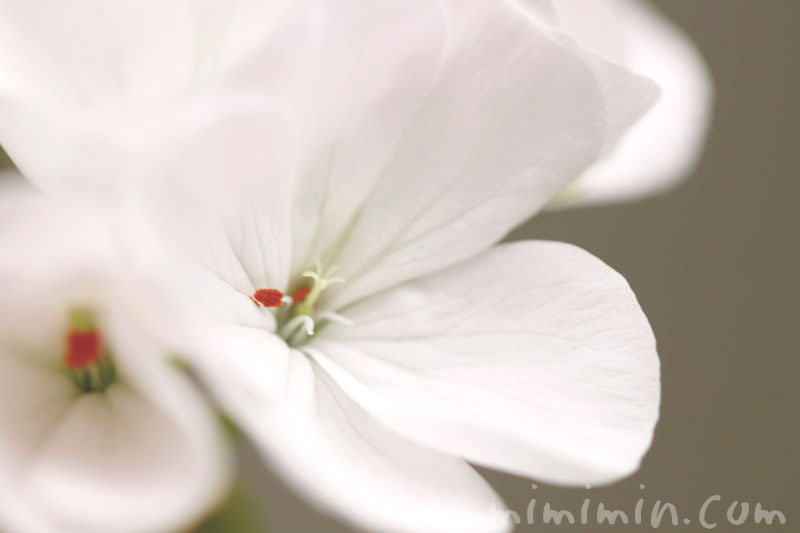 白いゼラニウムの花