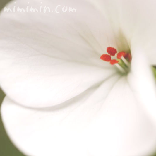 geranium white