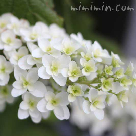 カシワバアジサイ（柏葉紫陽花）の画像