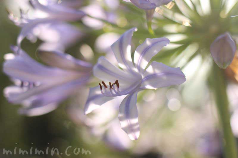 薄青紫のアガパンサスの花の画像