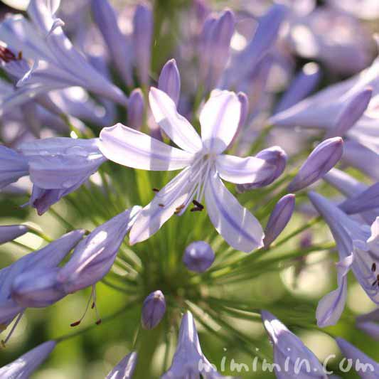 アガパンサスの花・薄青紫の写真