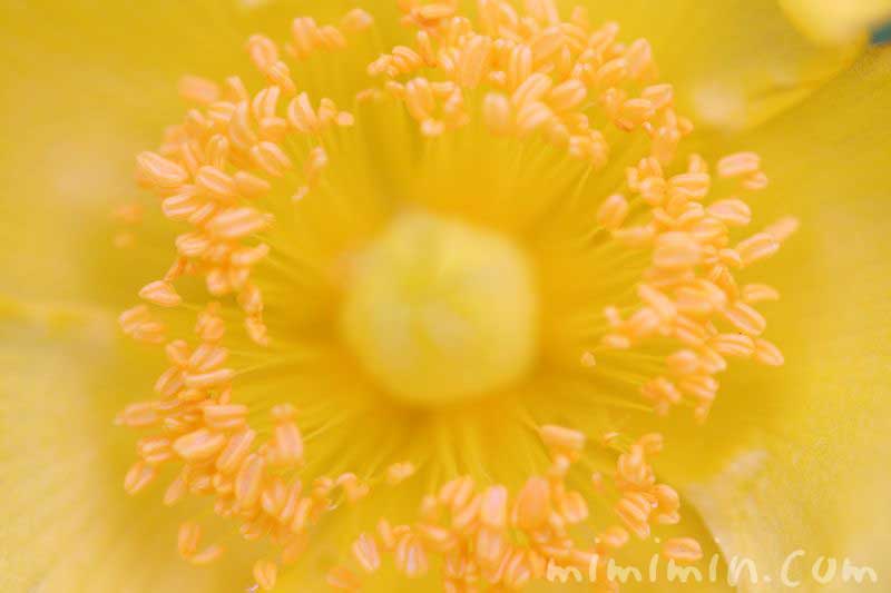 キンシバイの花言葉の写真