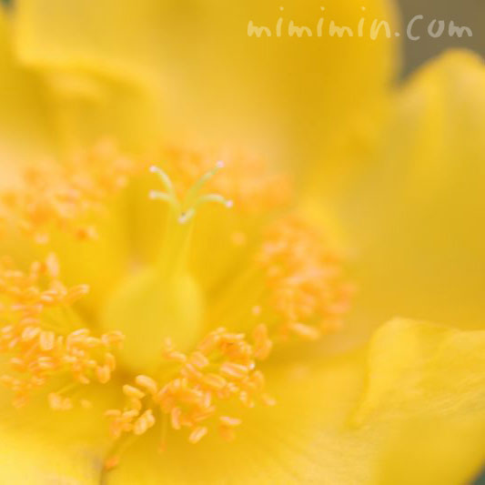 金糸梅の花