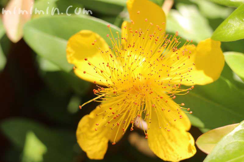 ヒペリカム カリシナムの花の写真 花言葉 みみみんブログ