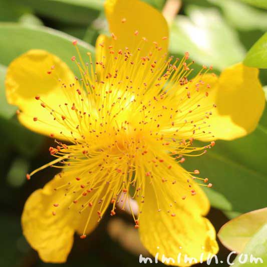 ビヨウヤナギの花の写真