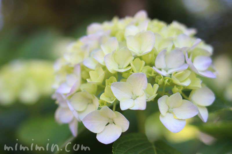 あじさいの花の画像