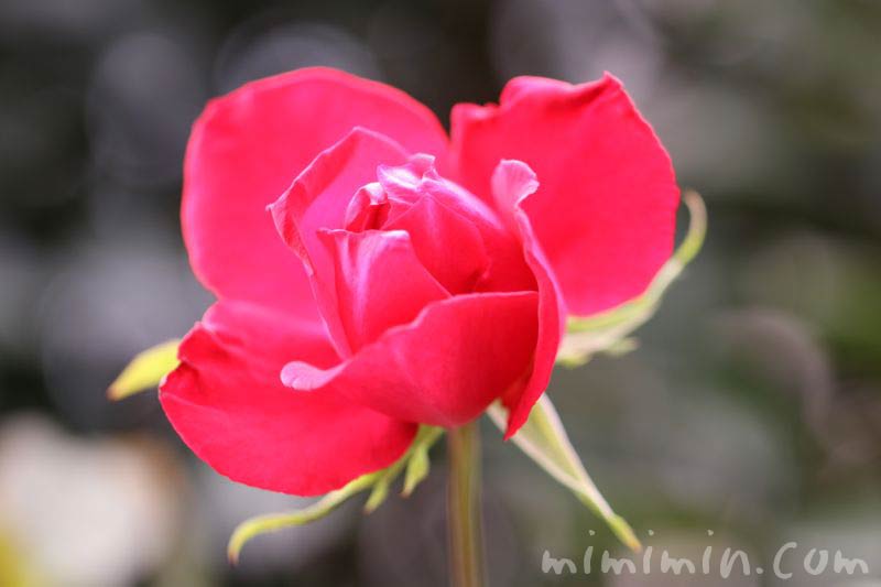 赤いバラの花の画像