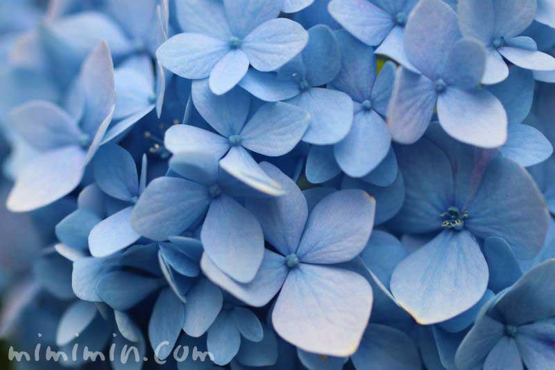 紫陽花・青の写真