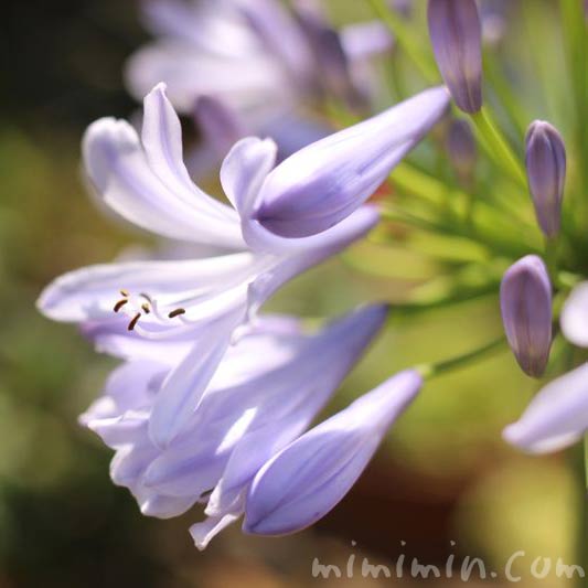 薄青紫のアガパンサスの写真