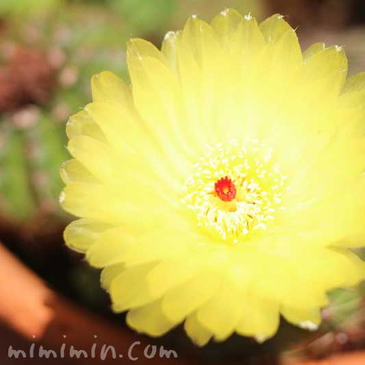 サボテンの花（黄色）の写真