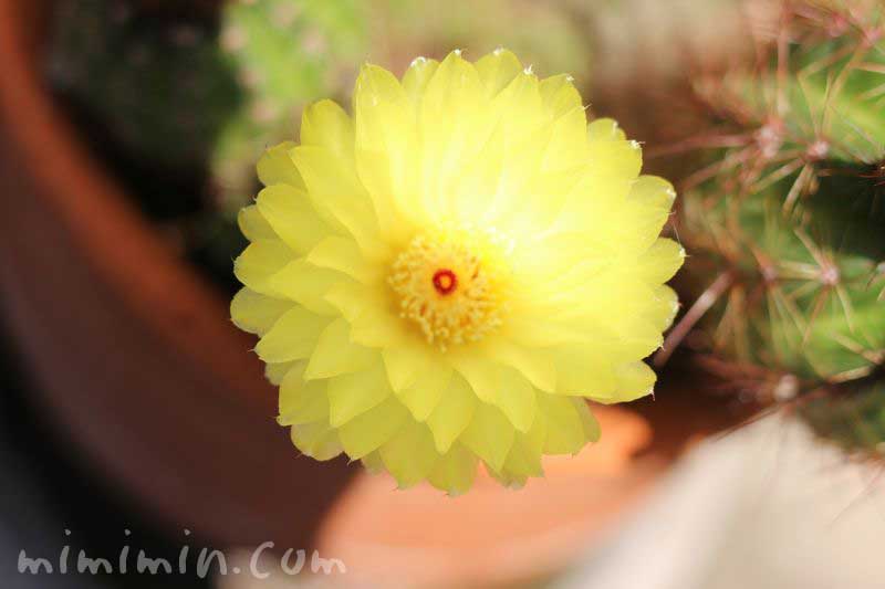 サボテンの花（黄）の写真