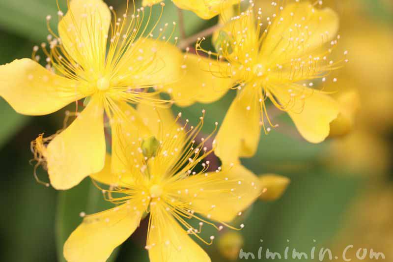 未央柳の花の写真