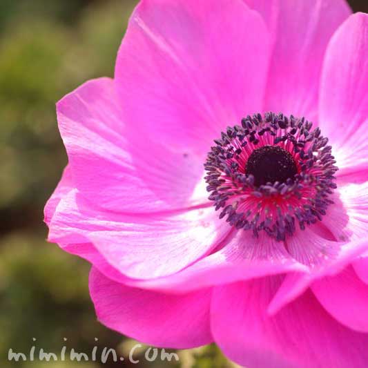 アネモネの花・ピンクの写真