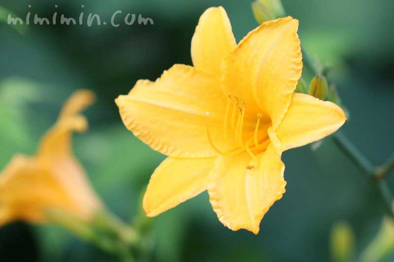 ヘメロカリスの花の写真