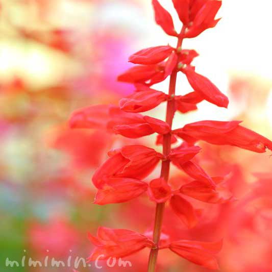 サルビア スプレンデンスの花の画像