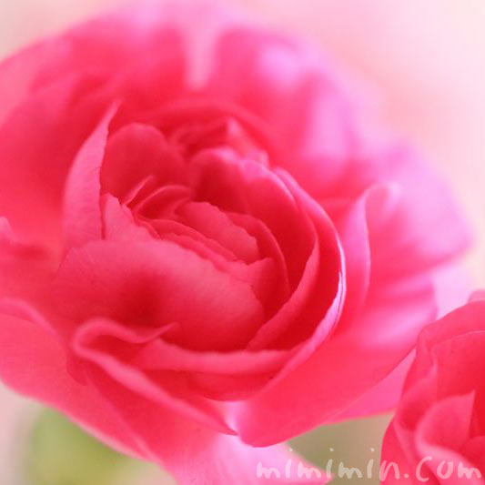 濃いピンク色のカーネーションの花の写真