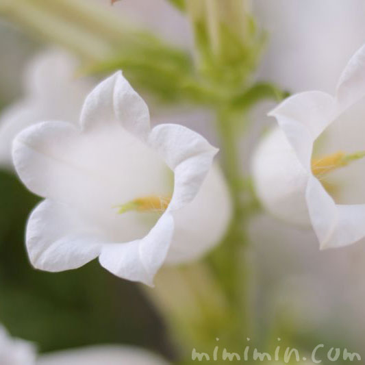 カンパニュラの花の写真 花言葉 誕生花 みみみんブログ
