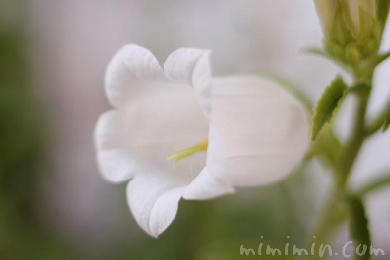 白いカンパニュラの花の画像