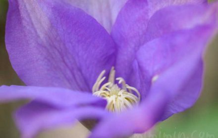 クレマチスの花言葉と花の写真の画像
