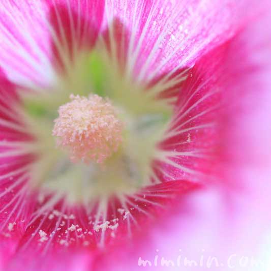 タチアオイの花・ピンクの写真