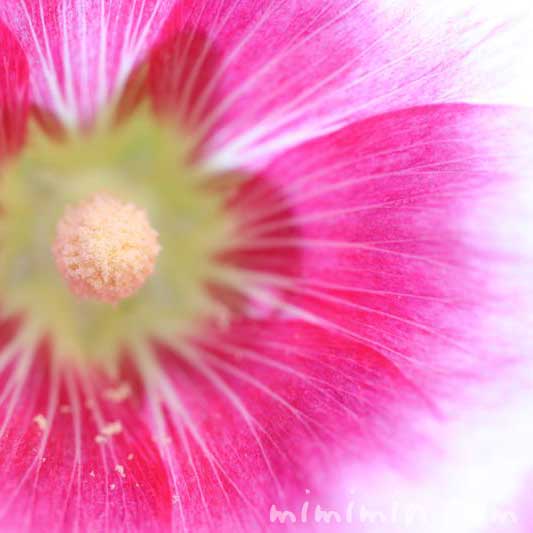 立葵の花・ピンクの画像