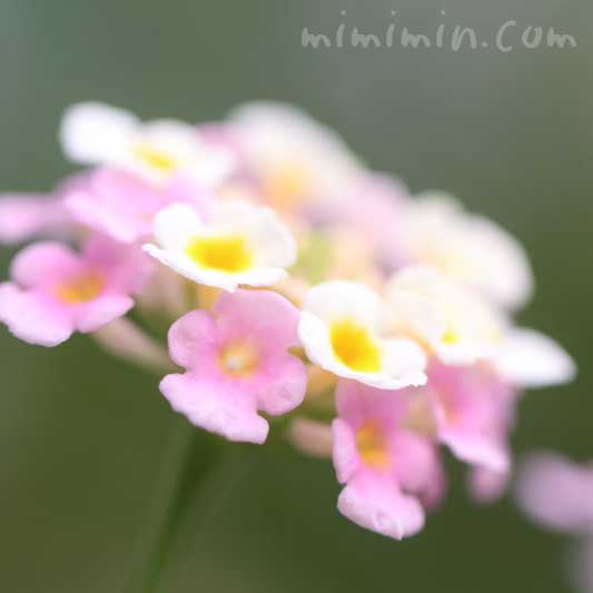 ランタナの花