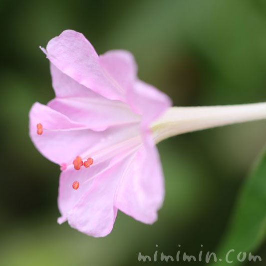 ピンクのオシロイバナの花