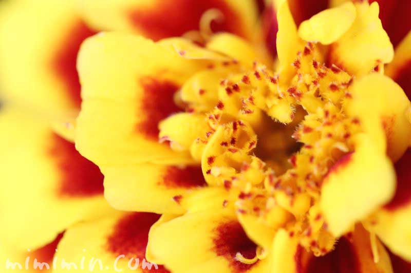 マリーゴールド（黄色×赤）の写真と花言葉の画像