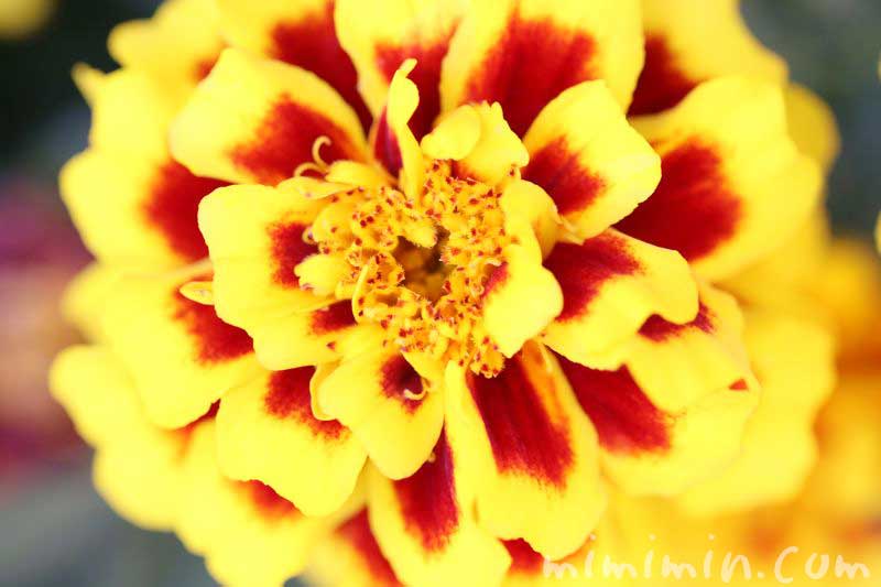 マリーゴールド（黄色×赤）の花の写真と花言葉の画像