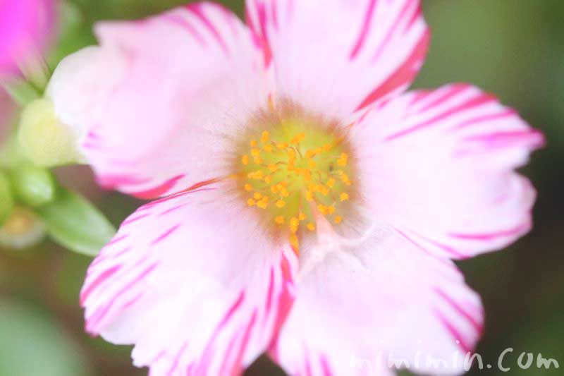 ポーチュラカ・しぼり咲きの画像