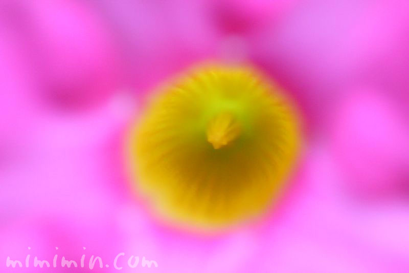 デプラデニアの花の写真