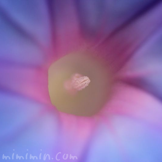 青い朝顔の花の画像