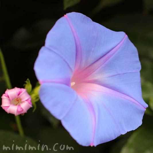 朝顔 アサガオ の花の写真 花言葉 誕生花 みみみんブログ