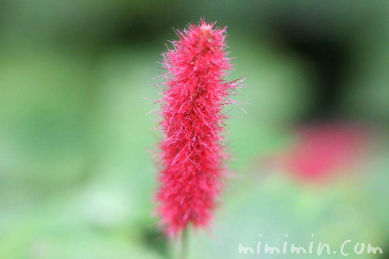赤いネコジャラシのようなキャットテールの花の写真