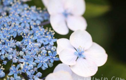 青いガクアジサイの花の写真・花言葉の写真
