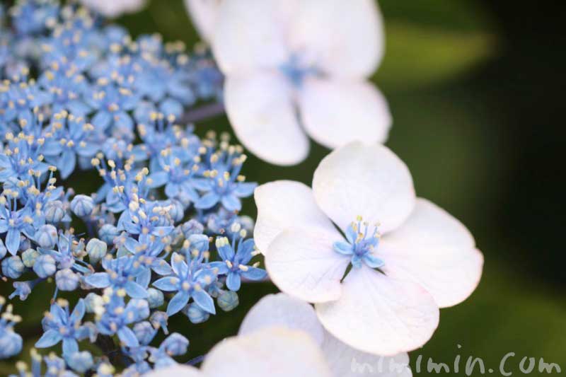 青いガクアジサイの花の写真・花言葉の写真